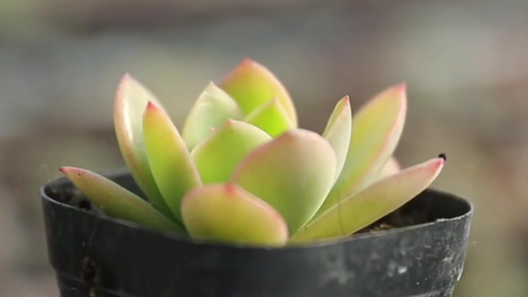 #花草种植# 多肉植物绮罗长什么样?