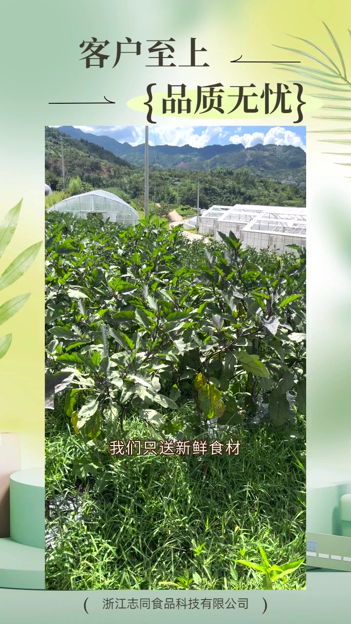 台州“跟我学,轻松去黄叶,蔬菜更鲜嫩!” 时鲜速达,每日新鲜