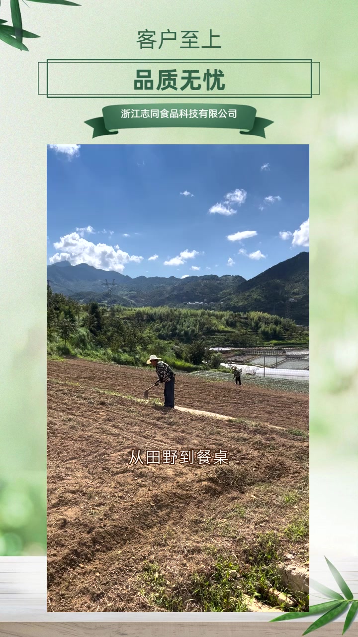 温州“告别黄叶,迎接翠绿蔬菜新风貌!” 速递时鲜,品质生活首