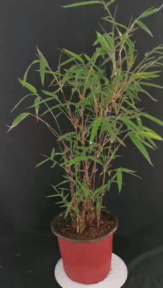 养竹必备《红箭竹养植宝典》