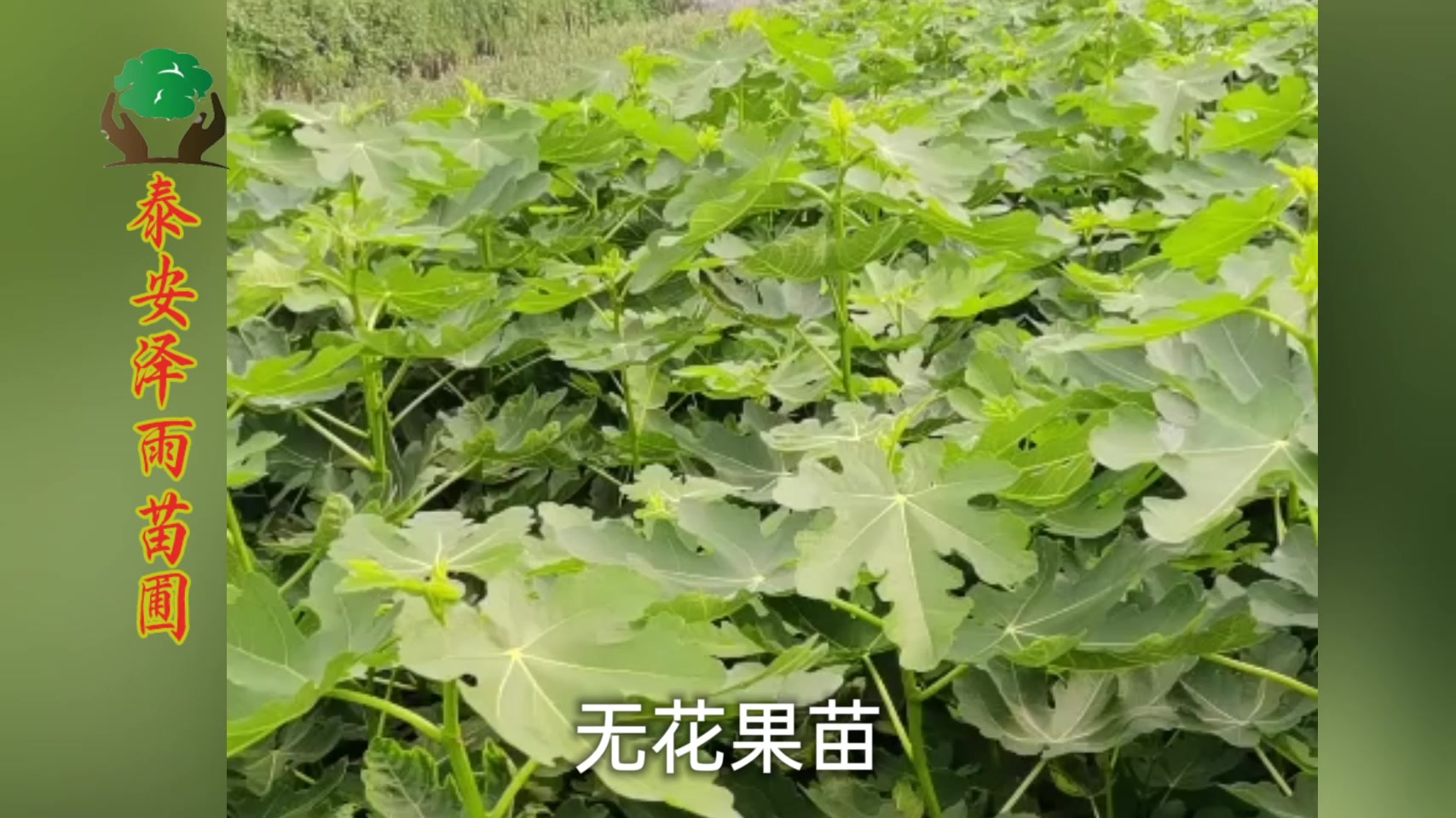 无花果苗那个品种最甜