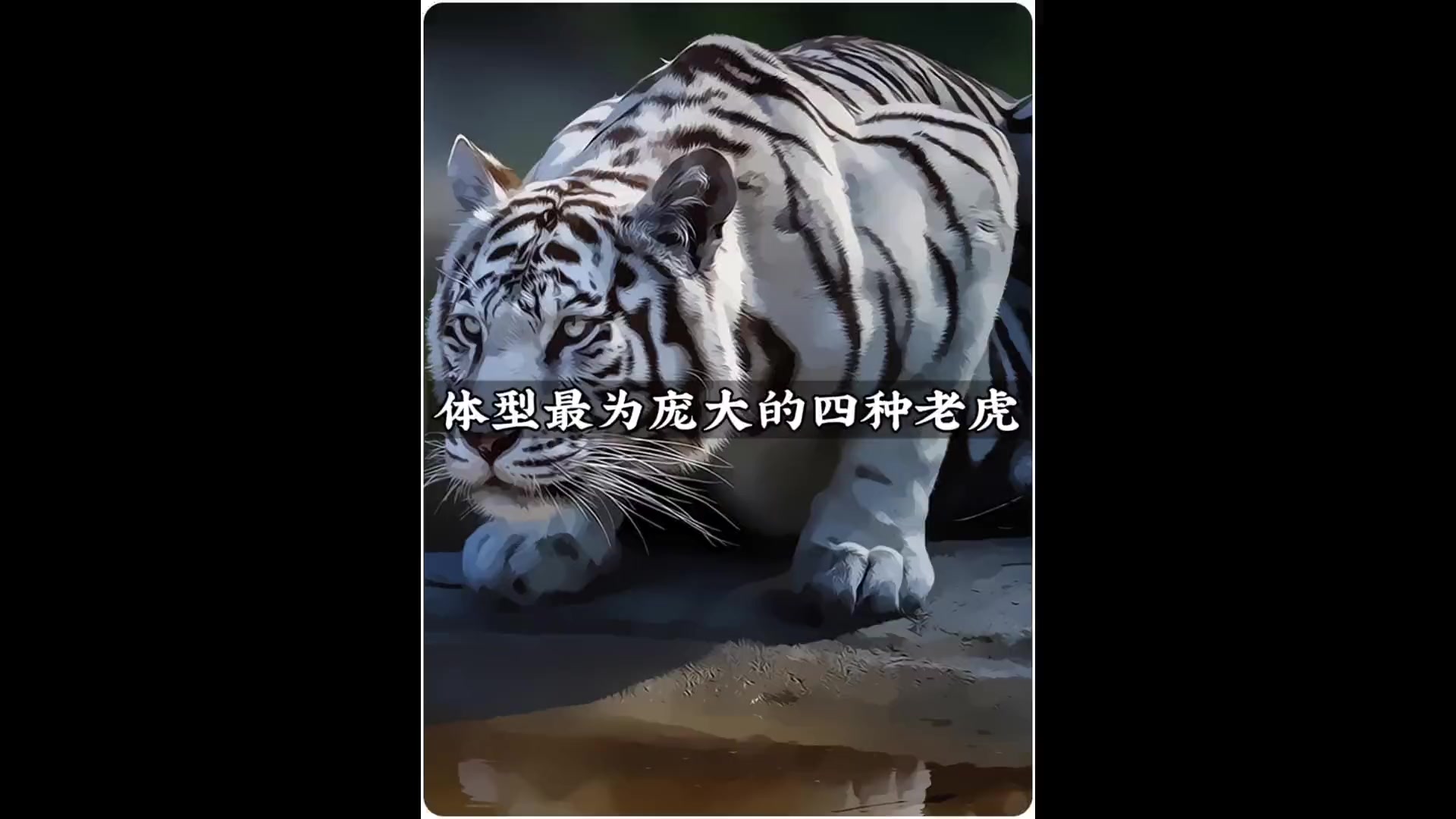 盘点世界上体型最大的四种老虎,第一名绝对超乎你的想象!老虎