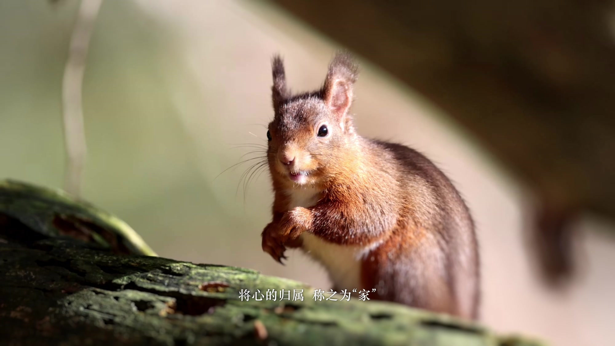 六分半看尽北国好风光!"岂止于大·黑龙江"文旅形象宣传片上线