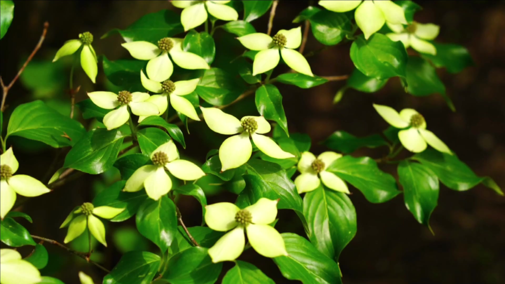 清雅秀丽四照花语